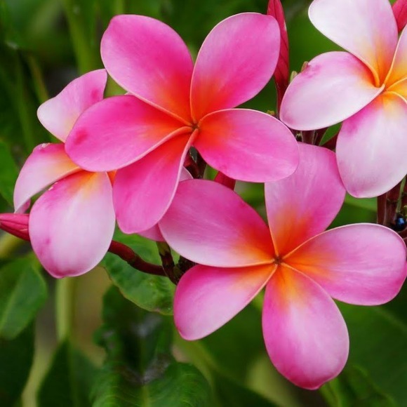 Meet your Posher, Riley - Picture 1 of 1